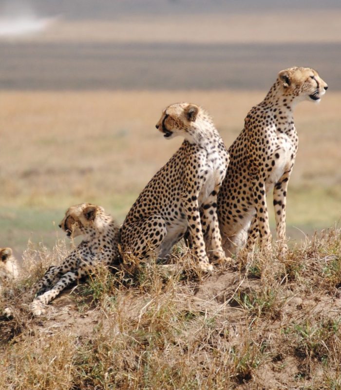Serengeti-National-Park