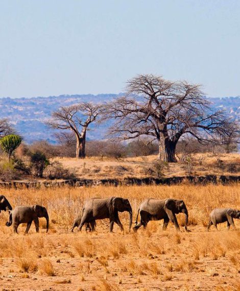 Tarangire-National-Park (1)