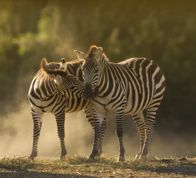 Closeup shot of two zebras cuddling with a blurred background A closeup shot of two zebras cuddling with a blurred background